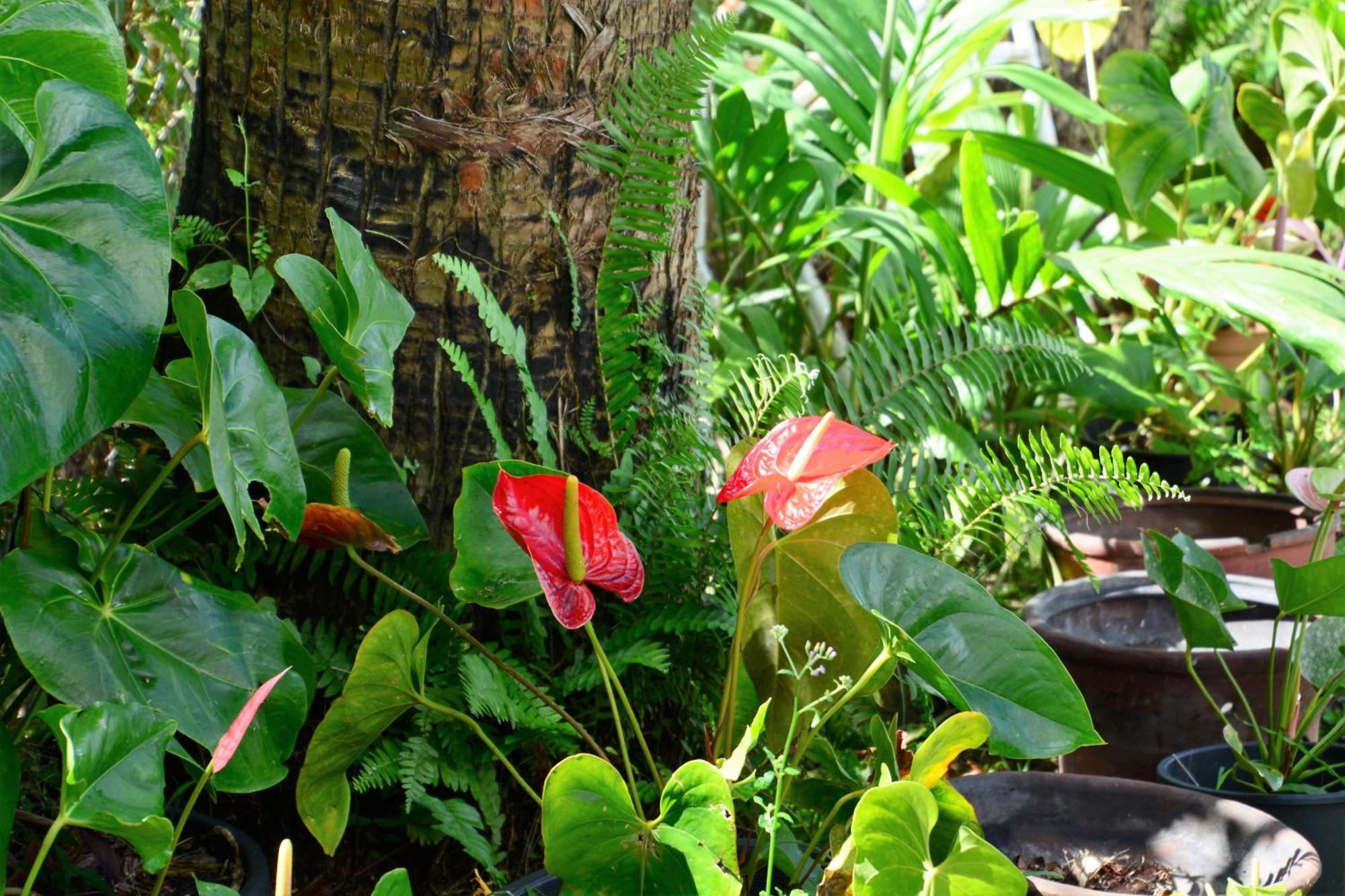 Villa Campeche Les Trois-Ilets Luaran gambar